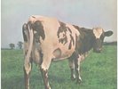 Pink Floyd Atom Heart Mother FIRST GERMAN PRESSING, GATEFOLD Hör ZU Vinyl LP