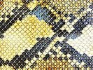 THE AMAZING SNAKEHEADS - Amphetamine Ballads - Vinyl - BRAND NEW/STILL SEALED