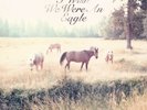 Bill Callahan - Sometimes I Wish We Were An Eagle (Vinyl Record, 2009, Drag City