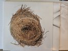 A Ghost Is Born by Wilco (Record, 2005)