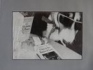A Spy In The House Of Love / Vinyl / Indie Pop / Brit Pop / Fontana / Europe