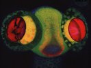 Osees (Thee Oh Sees) - SORCS 80 Colored Vinyl Edition (2024 - US - Original)