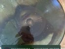 Night Time, My Time * by Sky Ferreira (Vinyl, Apr-2014, Capitol) Picture Disc
