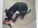 SLOWTHAI - RUNT EP 12