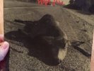 VTG Pearl Jam Who Killed Rudolph Sonic Reducer 33 1/3 RPM Record