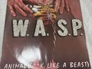 Wasp Animal