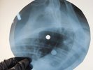 NINA SIMONE I GOT IT BAD  X-Ray USSR Record Roentgen Ribs Bone Music Vinyl
