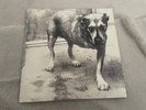 +++ ALICE IN CHAINS S/T (Columbia ) Mint GRUNGE metal UNPLAYED