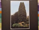 John Foxx – The Garden - 2021 - Transluscent Green Vinyl