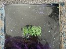 Hidden History of the Human Race by Blood Incantation Purple  Limited To 500