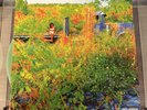 Jhene Aiko – Trip (2xLP Vinyl - Orange Translucent - LTD Edition)
