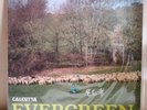 CALCUTTA - Evergreen - Green First Print LP AUTOGRAPHED  NEW
