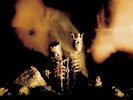 Pearl Jam |  2xVinyl LP | Riot Act | Legacy