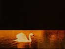 LP 33 Van Morrison – Avalon Sunset Europe 1989 Polydor – 839 262-1