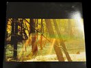 CHILDISH GAMBINO - Camp - Vinyl Tri-Fold 2 x LP Records Reissue