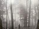 Taylor Swift - Folklore “In The Trees” (2LP) Deluxe Edition Opaque Gold Vinyl