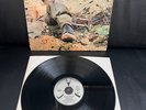WARM DUST / Peace for.. -LP- Vinyl:M-/ Cover:EX+ / 1st.D.Press 1971- w.P.Carrack