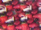 Thee Oh Sees Floating Coffin Records & LPs New