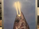 [ROCK/POP] EXC LP REO SPEEDWAGON You Can Tune A Piano But You Can't Tuna Fish 78