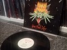 Infernal Majesty ‎- None Shall Defy LP (USED / 1987) Slayer - Kreator - Sodom