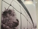 PEARL JAM VS 30th Anniversary 2x LP Ten Club Exclusive Dreamsicle Vinyl NEW