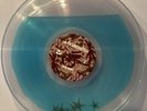 Mach-Hommy #RICHAXXHAITIAN Ocean Filled Vinyl /100 Poster Flexi Disc Beach Ball