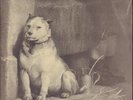Pavlov´s Dog Pampered Menial GATEFOLD NEAR MINT CBS Vinyl LP