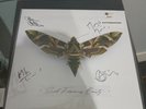 signed COWBOY JUNKIES Such Ferocious Beauty 2023 LP GREEN VINYL Record  NEW