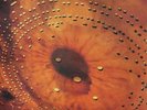 Catherine Wheel - Ferment Vinyl LP + 12