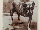 Alice in Chains - Third Album (3) Tripod Limited Green Vinyl LP