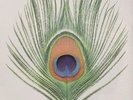 XTC Apple Venus - Volume 1 (Vinyl) 12