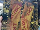 AC/DC TNT AUSTRAILIAN COVER Vinyl LP Reissue POP UP EXCLUSIVE 2025 Tour Power Up