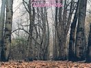 Twink - Think Pink - Clear Pink Vinyl [New Vinyl LP] Clear Vinyl, Pink, UK - Imp