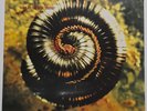 Nine Inch Nails, NIN, Closer Further Away, Vinyl, Sealed, Promo, Halo 9, Reznor