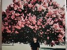 Drew Monson-Some Other Light (VERY RARE, Etched Pink vinyl, indie release, 2019)
