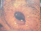 Ferment - 180gm Vinyl + 12-inch by Catherine Wheel [VINYL] Sealed New