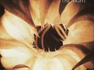 MORPHINE THE NIGHT LP, Brand New Sealed
