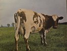 Pink Floyd Atom Heart Mother vinyl LP 1970 UK 1st pressing Harvest SHVL 781 VG++