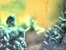 STEELY DAN - KATY LIED - 180-GRAM VINYL LP 
