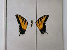 PARAMORE: BRAND NEW EYES - 2009 RARE MARBLE GREEN VINYL RECORD LP 518250-1