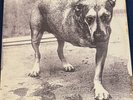 Alice In Chains - Alice In Chains (Tripod; First Pressing; OIS; Ex/VG+)
