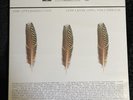 The Appleseed Cast Low Level Owl: Volumes I + II Silver Limited Edition 3XLP