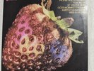 STRAWBERRY ALARM CLOCK - The best of - (STEREO LP) 73074  (VG+) (NM) Very Rare