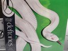 Deftones -private music NUMBERED Deluxe Gatefold Iridescent Gold Vinyl