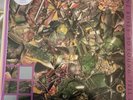 STONE ROSES SO YOUNG / TELL ME 12 INCH 40TH ANNIVERSARY SINGLE NEW AND SEALED