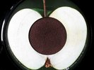 Beatles Mystery 45 Scranton First Pressing Apple, NM/EX
