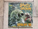 Savoy Brown _ Looking in _ Vinile LP 33giri 12