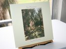 Van Morrison - Tupelo Honey Vinyl Record 180G in NM Condition