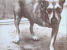 Alice In Chains 