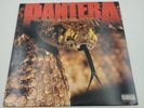 Pantera 